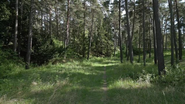Aerial glide through forest following animal trail