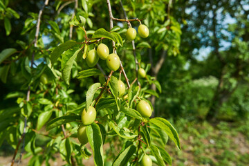 Green plum berries are gaining their mass and ripeness.