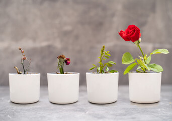 Close up photo of dry and perfectly grown roses in the vase as a symbol of learning from mistakes and trial and error. Concept of progress, experience, determination and success .