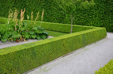 home medicinal garden with herbs for rheumatic, digestion, rhubarb for cake, for drying tea and...