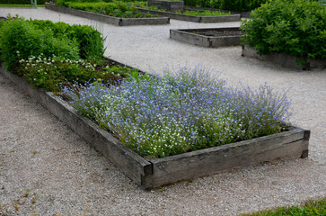 home medicinal garden with herbs for rheumatic, digestion, rhubarb for cake, for drying tea and...
