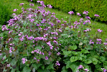 home medicinal garden with herbs for rheumatic, digestion, rhubarb for cake, for drying tea and...
