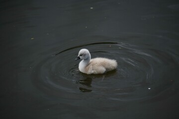 こぶはくちょうのヒナ