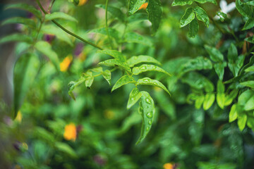 Jaśmin w deszczu. Roślina uprawiana w ogrodzie przydomowym, piękne zielone listki.