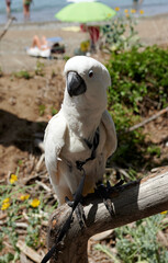 cacatua