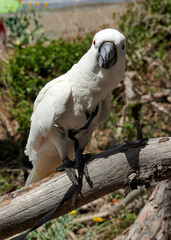 cacatua