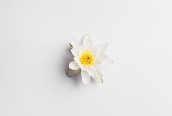 Obraz premium Delicate lotus flower isolated on white background