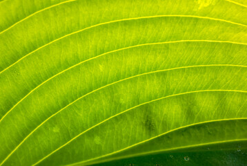Fresh green leaves with drops of water.
Macro photography, design, postcard.