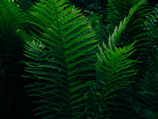 Green fern growing in summer jungles dark and moody style. Textured emerald color leaves botany natural background low key. Wild plant branches nature forest park botanical backdrop poster wallpaper.