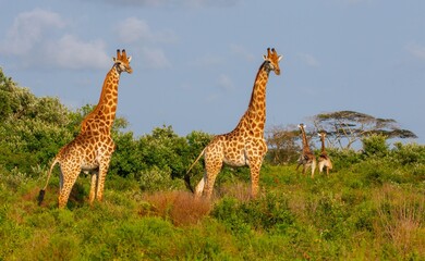 Fototapeta premium Group of African giraffe walks in iSimangaliso Wetland Park with savannah landscape. South Africa game drive safari. 