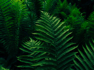 Fototapeta na wymiar Green fern growing in summer jungles dark and moody style. Textured emerald color leaves botany natural background low key. Wild plant branches nature forest park botanical backdrop poster wallpaper.
