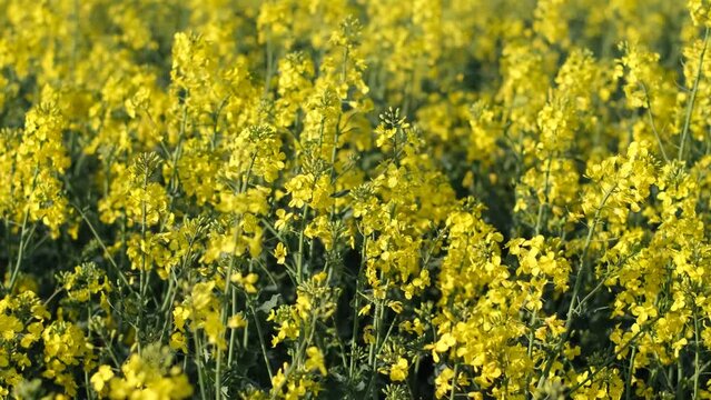 Fields wit rapeseed he a sunni dai. Rapeseed tultivation. Large Yellow Field of Rape Seeds.