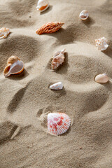 Fototapeta na wymiar nature and summer holidays concept - different sea shells on beach sand