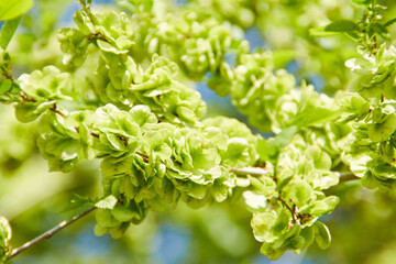 blooming tree in spring with flowers, nature background with sunlight 