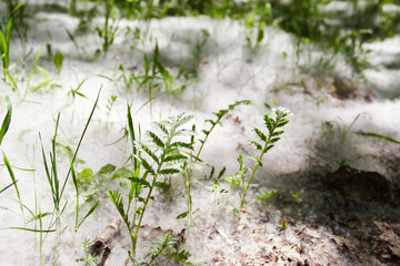 poplar fluff on the ground with grass, abstract nature