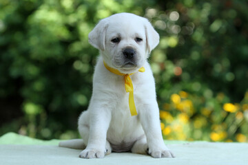a sweet nice yellow labrador puppy on the blue background
