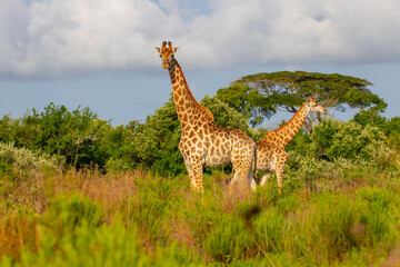 Group of African giraffe walks in iSimangaliso Wetland Park with savannah landscape. South Africa...