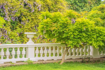 Fototapeta premium Pale purple wisteria blooms in an ancient park