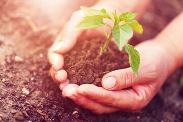 Planting a young fresh green plant