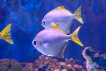 Fototapeta premium jerusalem national city aquarium in israel
