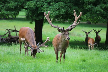 Wild nature  