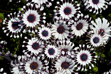 変わった花　オステオスペルマム　サニーフィリップ