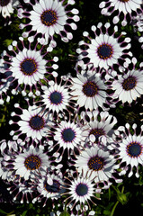 変わった花　オステオスペルマム　サニーフィリップ