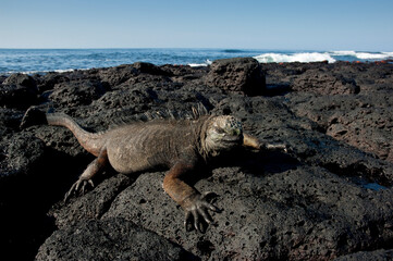 Marine iguana (Amblyrhynchus cristatus), santa Cruz Island, Galapagos Islands, UNESCO World Heritage Site, Ecuador, South America