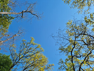 Tree branches and sky seen from low angle