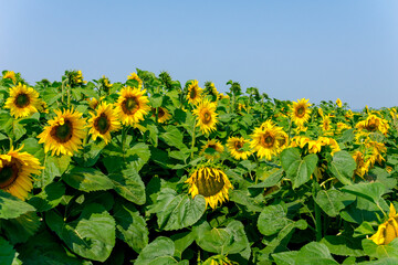 A field of sunflowers on a sunny summer day.