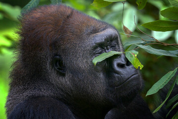 Lowland silverback gorilla close up face © DS light photography