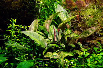 クリプトコリネ・ポンテデリフォリア　水草　アクアリウム