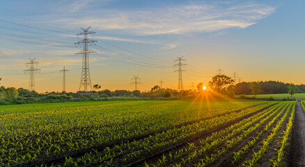 Rows of young, freshly germinated corn plants and high voltage transmission line towers. Sprouted...