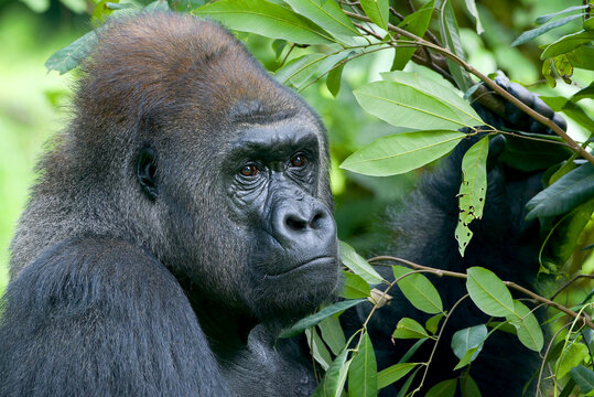 Lowland silverback gorilla close up face