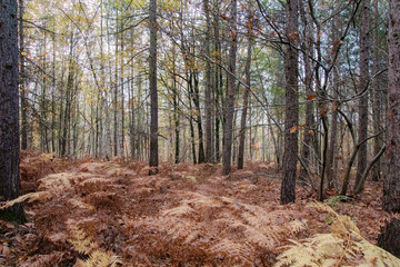 autumn forest in the morning