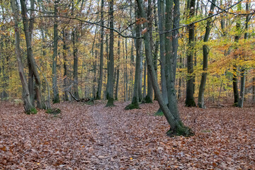 autumn forest in the morning