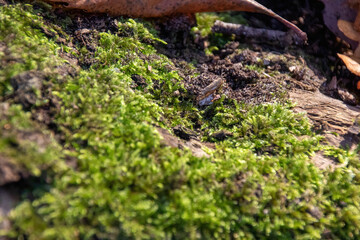 moss on the tree
