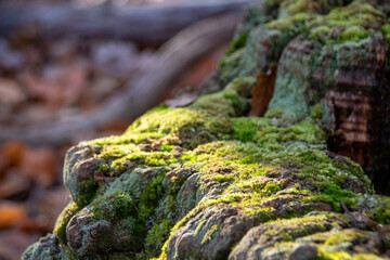 moss on the tree