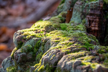 moss on the tree