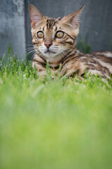 Young bengal cat on green grass