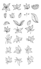 Floral vector monochromatic outlined elements for graphic design
