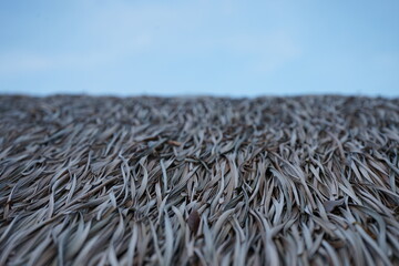 Grass roof in the resting place