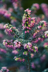 flowers in the garden