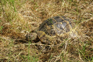 Testudo hermanni turtle close-up in the grass