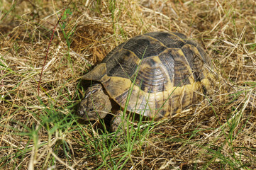 Testudo hermanni turtle close-up in the grass