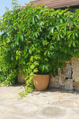 Large clay pot by a stone wall framed with wild grapes