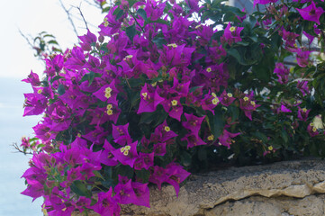 bougainvillea flowers growing on a stone fence