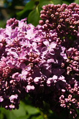 Purple lilacs are blooming. Lilac flowers on a tree. Lilac lilac. Lilac buds.