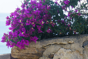 bougainvillea flowers growing on a stone fence