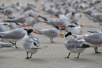 seagulls on the beach